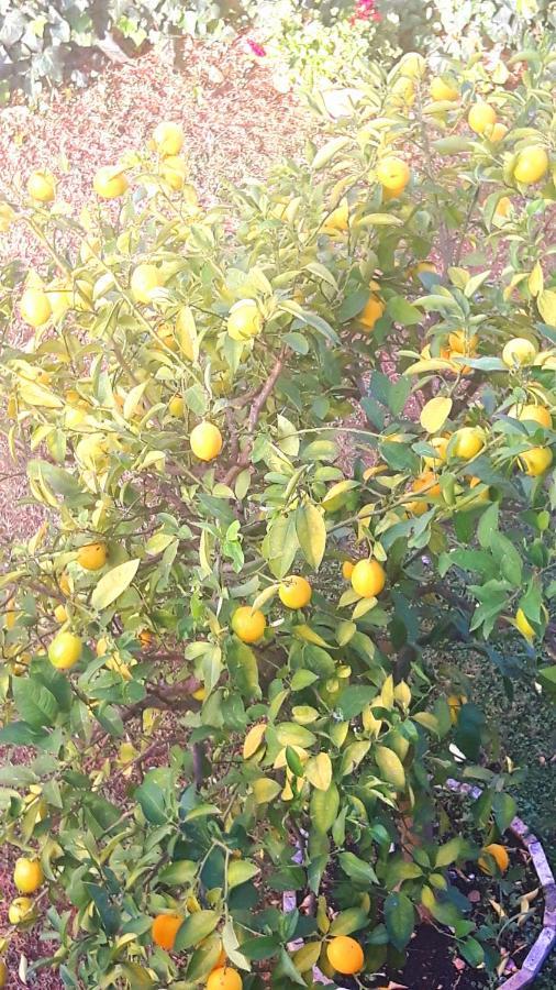 Apartmani Jureta أوكغوك غورنيي المظهر الخارجي الصورة